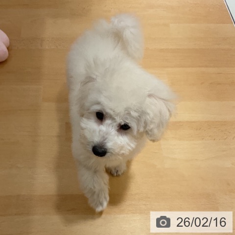 石川県のトイプードル(トイ) (ペットプラス 新小松店/2025年11月28日生まれ/男の子/ホワイト)の子犬の3枚目の画像