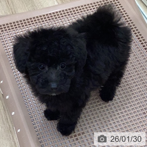 岐阜県のトイプードル(トイ) (ペットプラス 各務原店/2025年11月28日生まれ/男の子/ブラック)の子犬の4枚目の画像