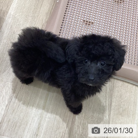 岐阜県のトイプードル(トイ) (ペットプラス 各務原店/2025年11月28日生まれ/男の子/ブラック)の子犬の3枚目の画像