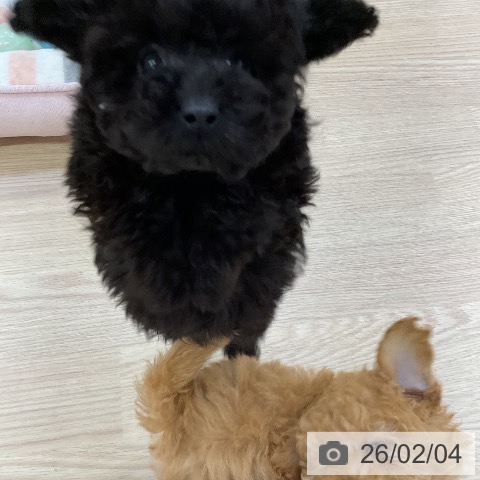 トイ・プードルの写真