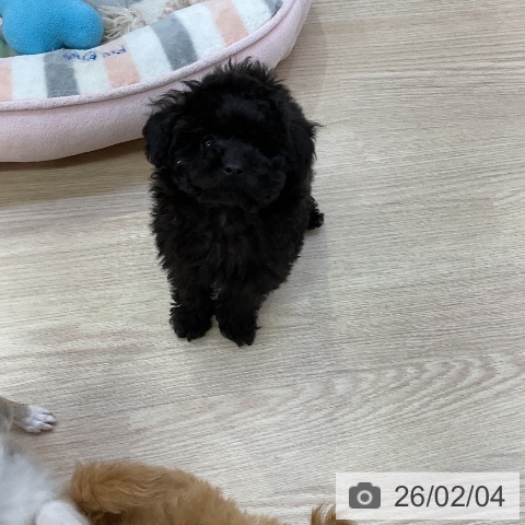 トイ・プードルの写真