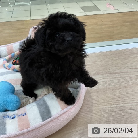 トイ・プードルの写真