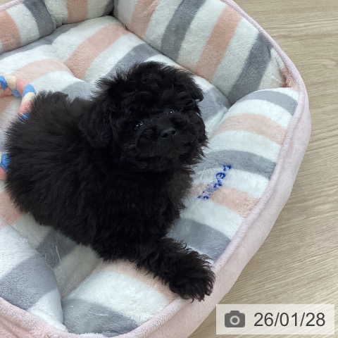 愛知県のトイプードル(トイ) (ペットプラス ナゴヤドーム前店/2025年11月28日生まれ/男の子/ブラック)の子犬の4枚目の画像
