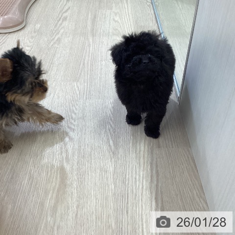 愛知県のトイプードル(トイ) (ペットプラス ナゴヤドーム前店/2025年11月28日生まれ/男の子/ブラック)の子犬の3枚目の画像