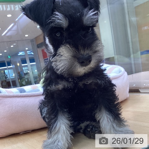 愛知県のミニチュアシュナウザー (ペットプラス 三好店/2025年11月27日生まれ/男の子/ブラックシルバー)の子犬の4枚目の画像