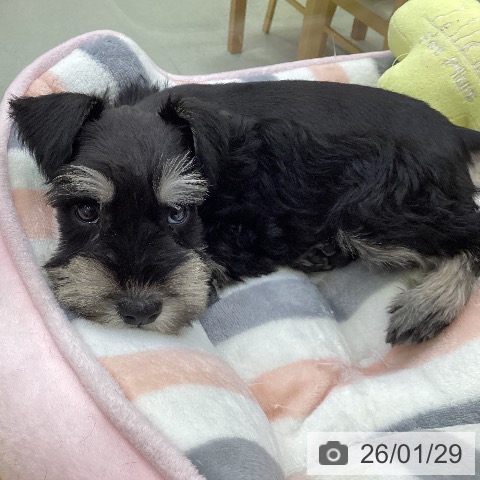 愛知県のミニチュアシュナウザー (ペットプラス 三好店/2025年11月27日生まれ/男の子/ブラックシルバー)の子犬の3枚目の画像