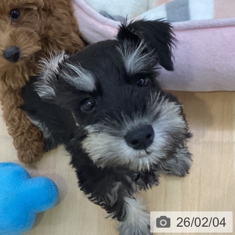 愛知県のミニチュアシュナウザー (ペットプラス 三好店/2025年11月27日生まれ/男の子/ブラックシルバー)の子犬の3枚目の画像