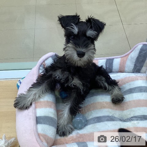 愛知県のミニチュアシュナウザー (ペットプラス 三好店/2025年11月27日生まれ/男の子/ブラックシルバー)の子犬の3枚目の画像