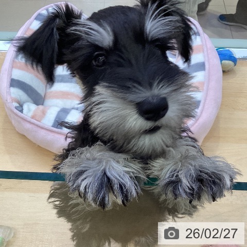 愛知県のミニチュアシュナウザー (ペットプラス 三好店/2025年11月27日生まれ/男の子/ブラックシルバー)の子犬の3枚目の画像
