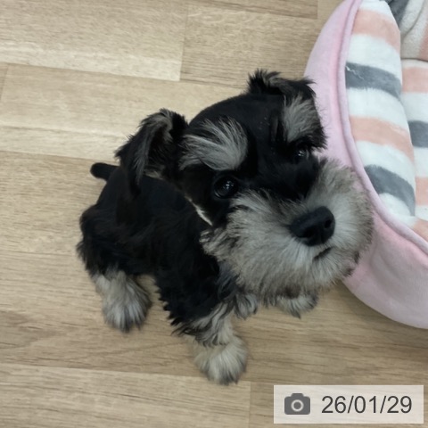 愛知県のミニチュアシュナウザー (ペットプラス みなと店/2025年11月27日生まれ/男の子/ブラックシルバー)の子犬の4枚目の画像