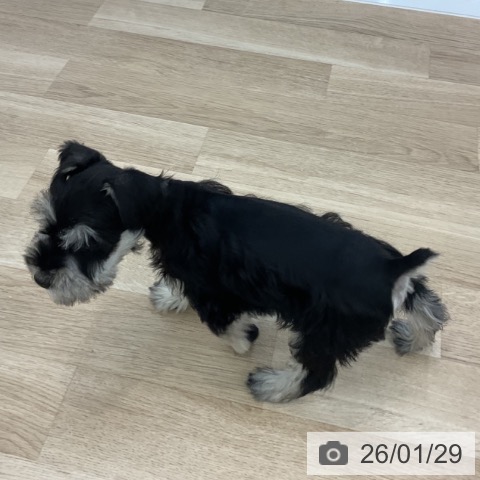 愛知県のミニチュアシュナウザー (ペットプラス みなと店/2025年11月27日生まれ/男の子/ブラックシルバー)の子犬の3枚目の画像