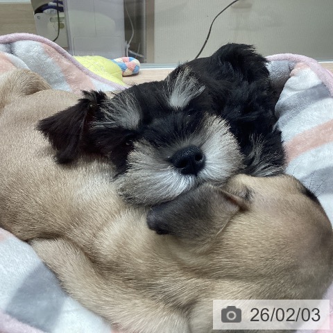 ミニチュア・シュナウザーの写真