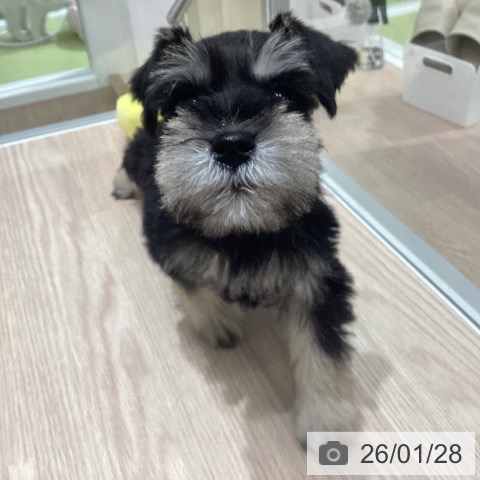 石川県のミニチュアシュナウザー (ペットプラス 白山店/2025年11月27日生まれ/女の子/ブラックシルバー)の子犬の4枚目の画像