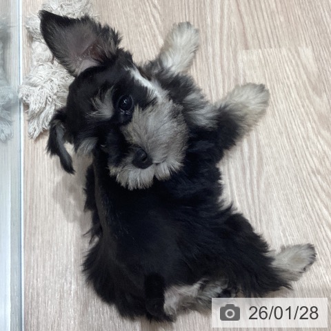 石川県のミニチュアシュナウザー (ペットプラス 白山店/2025年11月27日生まれ/女の子/ブラックシルバー)の子犬の3枚目の画像