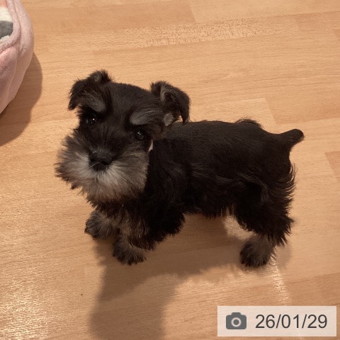 三重県のミニチュアシュナウザー (ペットプラス 東員店/2025年11月24日生まれ/男の子/ブラックシルバー)の子犬の4枚目の画像