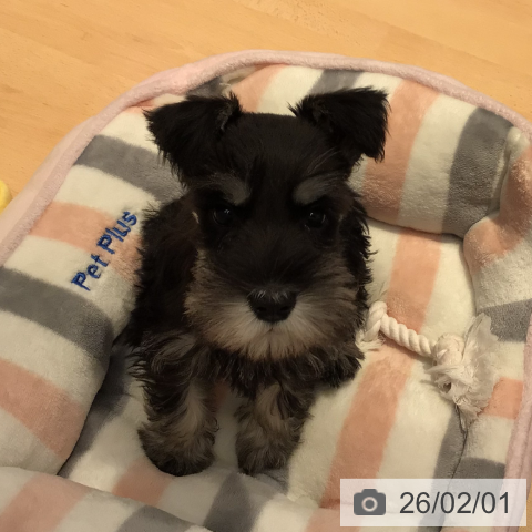 ミニチュア・シュナウザーの写真