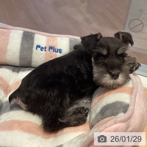 三重県のミニチュアシュナウザー (ペットプラス 東員店/2025年11月24日生まれ/男の子/ブラックシルバー)の子犬の3枚目の画像