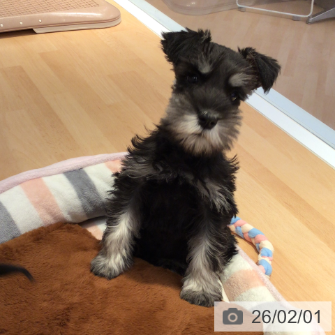 三重県のミニチュアシュナウザー (ペットプラス 東員店/2025年11月24日生まれ/男の子/ブラックシルバー)の子犬の3枚目の画像