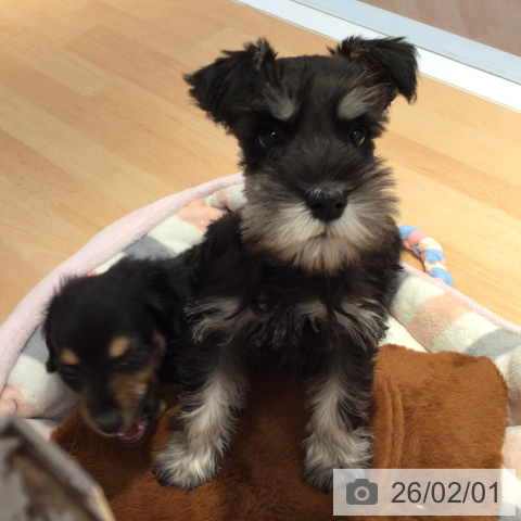 三重県のミニチュアシュナウザー (ペットプラス 東員店/2025年11月24日生まれ/男の子/ブラックシルバー)の子犬の3枚目の画像