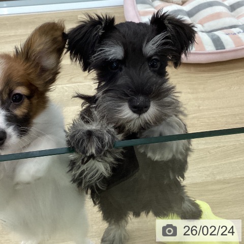 ミニチュア・シュナウザーの写真