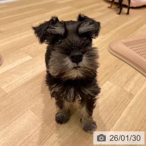 愛知県のミニチュアシュナウザー (ペットプラス 則武新町店/2025年11月24日生まれ/女の子/ブラックシルバー)の子犬の4枚目の画像