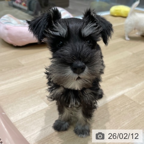 愛知県のミニチュアシュナウザー (ペットプラス 則武新町店/2025年11月24日生まれ/女の子/ブラックシルバー)の子犬の4枚目の画像