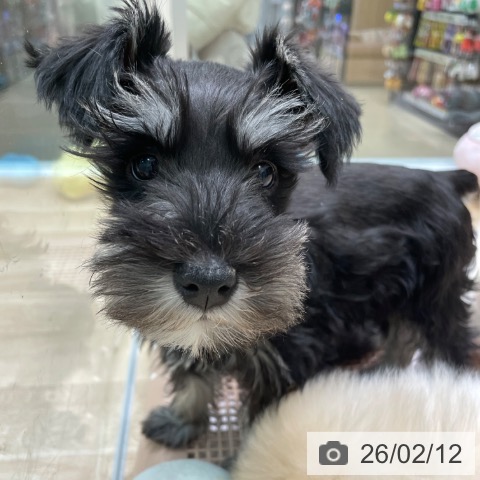 愛知県のミニチュアシュナウザー (ペットプラス 則武新町店/2025年11月24日生まれ/女の子/ブラックシルバー)の子犬の3枚目の画像