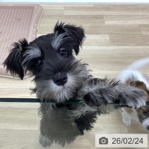 愛知県のミニチュアシュナウザー (ペットプラス 千音寺店/2025年11月24日生まれ/女の子/ブラックシルバー)の子犬の3枚目の画像