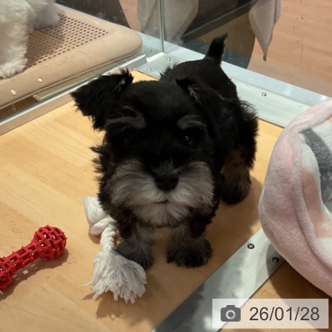 愛知県のミニチュアシュナウザー (ペットプラス 名古屋茶屋店/2025年11月24日生まれ/女の子/ブラックシルバー)の子犬の4枚目の画像