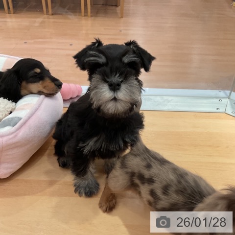 愛知県のミニチュアシュナウザー (ペットプラス 名古屋茶屋店/2025年11月24日生まれ/女の子/ブラックシルバー)の子犬の3枚目の画像