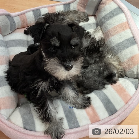 愛知県のミニチュアシュナウザー (ペットプラス 名古屋茶屋店/2025年11月24日生まれ/女の子/ブラックシルバー)の子犬の3枚目の画像