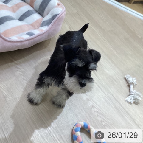 愛知県のミニチュアシュナウザー (ペットプラス ナゴヤドーム前店/2025年11月24日生まれ/女の子/ブラックシルバー)の子犬の4枚目の画像