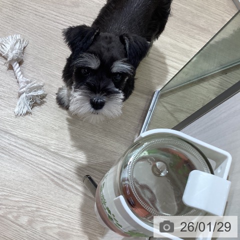 愛知県のミニチュアシュナウザー (ペットプラス ナゴヤドーム前店/2025年11月24日生まれ/女の子/ブラックシルバー)の子犬の3枚目の画像