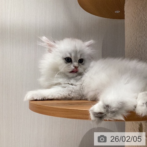 ペルシャの写真