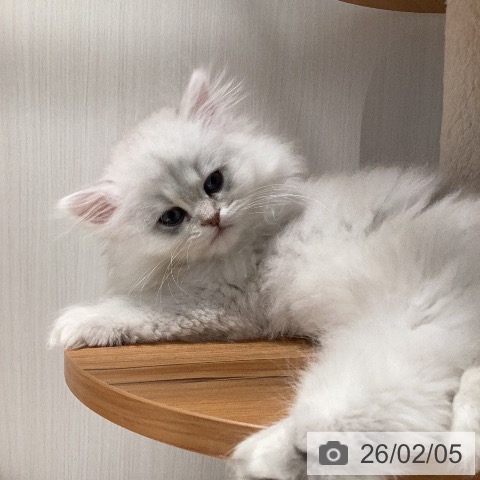 ペルシャの写真