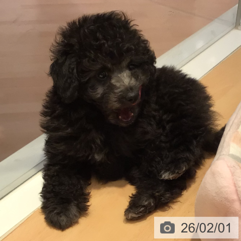 三重県のトイプードル(トイ) (ペットプラス 東員店/2025年11月30日生まれ/男の子/シルバー)の子犬の4枚目の画像