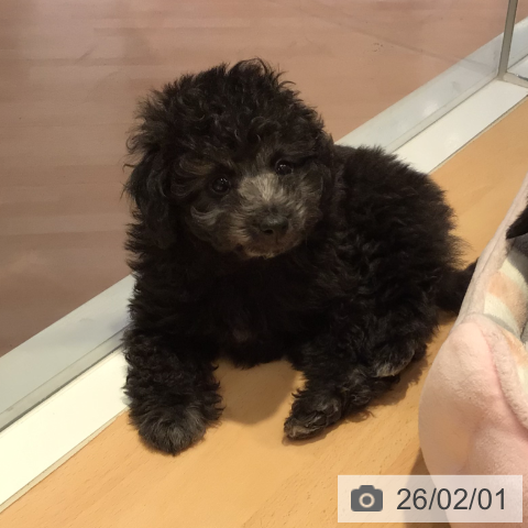 三重県のトイプードル(トイ) (ペットプラス 東員店/2025年11月30日生まれ/男の子/シルバー)の子犬の3枚目の画像