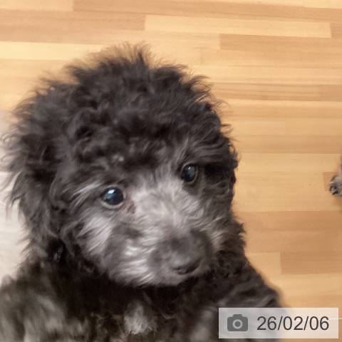 三重県のトイプードル(トイ) (ペットプラス 東員店/2025年11月30日生まれ/男の子/シルバー)の子犬の3枚目の画像