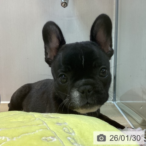 京都府のフレンチブルドッグ (ペットプラス イオンモールKYOTO店/2025年11月29日生まれ/女の子/ブリンドルホワイト)の子犬の4枚目の画像