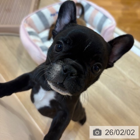 京都府のフレンチブルドッグ (ペットプラス イオンモールKYOTO店/2025年11月29日生まれ/女の子/ブリンドルホワイト)の子犬の3枚目の画像