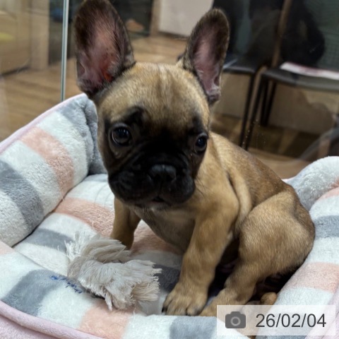 フレンチ・ブルドッグの写真