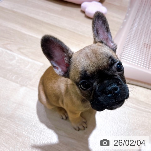 フレンチ・ブルドッグの写真