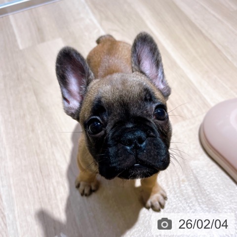 フレンチ・ブルドッグの写真