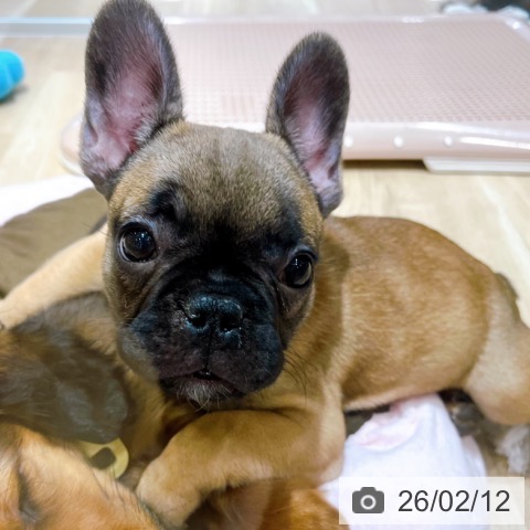 フレンチ・ブルドッグの写真