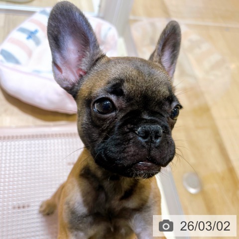 フレンチ・ブルドッグの写真