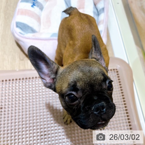 フレンチ・ブルドッグの写真