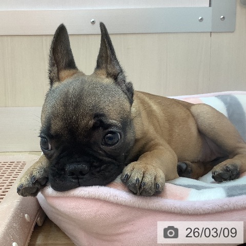 フレンチ・ブルドッグの写真