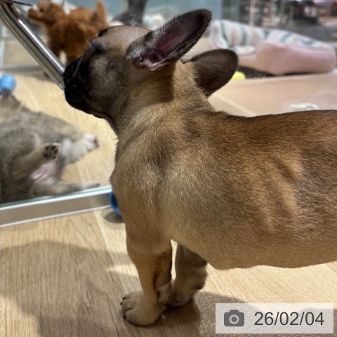 フレンチ・ブルドッグの写真