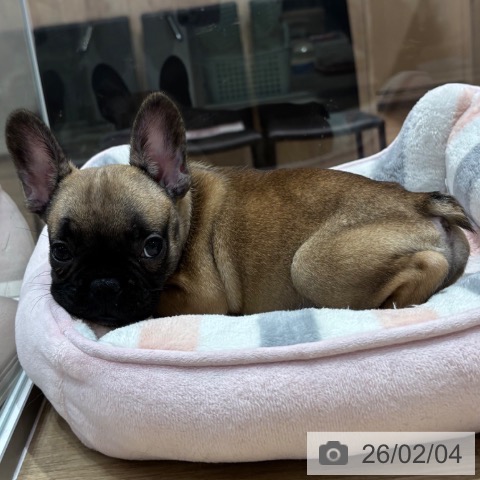 フレンチ・ブルドッグの写真