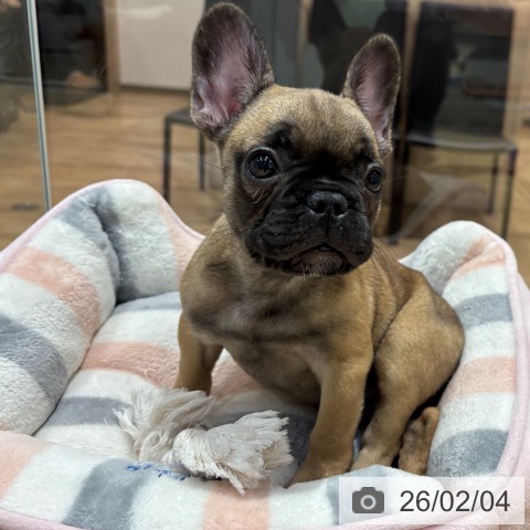 大阪府のフレンチブルドッグ (ペットプラス イオン大日店/2025年11月29日生まれ/女の子/フォーン)の子犬の4枚目の画像
